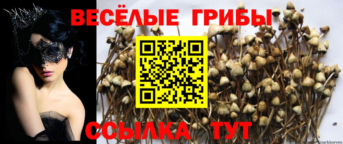 Псилоцибиновые грибы Psilocybe Янаул